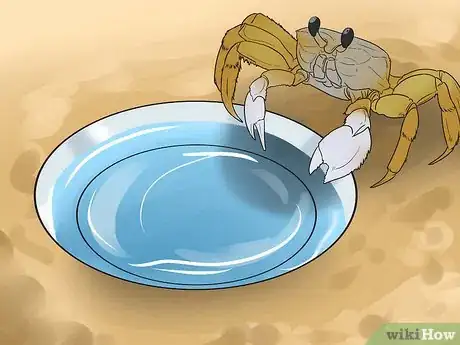 Image titled Care for Ghost Crabs Step 5
