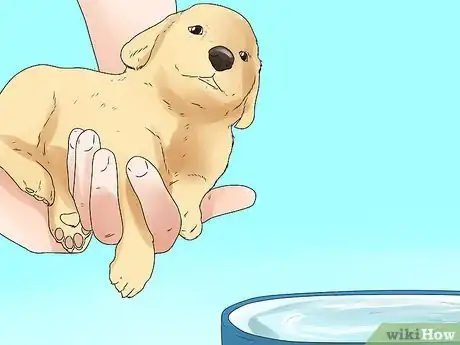 Image titled Train Your Dog to Hunt Step 3