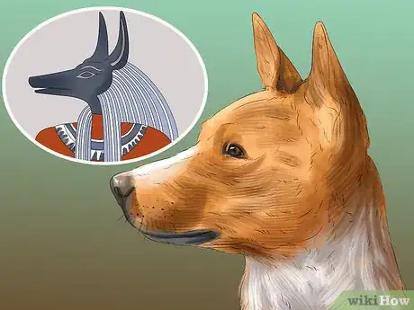 Image titled Identify a Basenji Dog Step 2