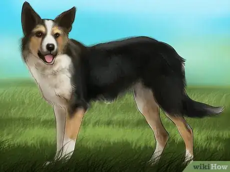 Image titled Identify a Collie Step 6