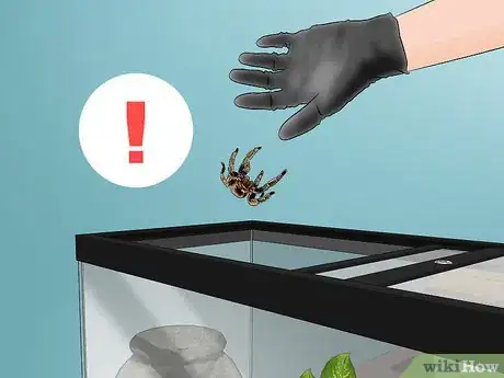 Image titled Pick a Pet Tarantula Step 7