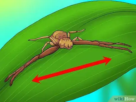 Image titled Identify a Crab Spider Step 2