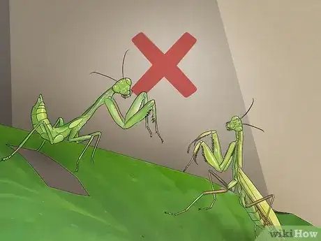 Image titled Catch and Keep a Praying Mantis Step 11