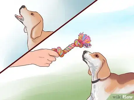 Image titled Train Beagles Step 11