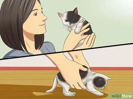 Image titled Teach Your Kitten to Be Calm and Relaxed Step 5