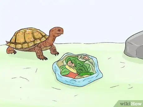 Image titled Care for Your Box Turtle Step 12