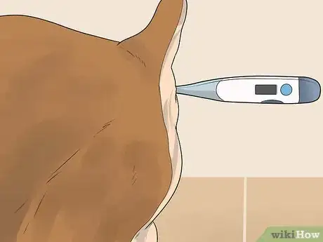 Image titled Help Your Chihuahua During Labor Step 8