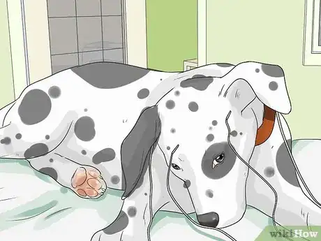 Image titled Care for a Dalmatian Step 10