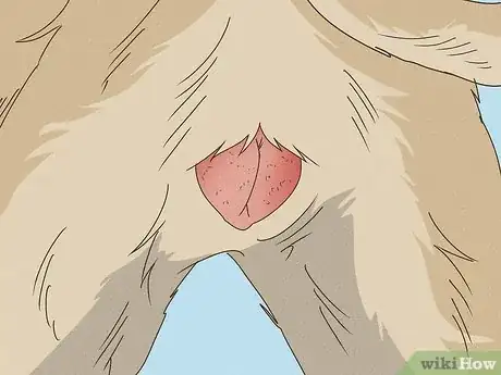 Image titled Know if Your Female Dog Is Ready to Breed Step 1