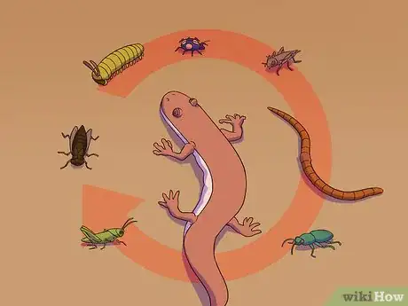 Image titled Feed a Salamander Step 10