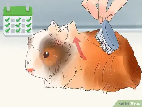 Image titled Care for Abyssinian Guinea Pigs Step 12