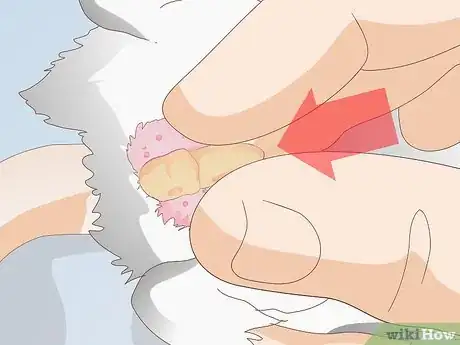 Image titled Treat Mice With Penile Prolapse Step 10
