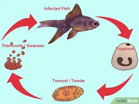 Image titled Treat Tropical Fish With White Spot Disease (ich) Step 4