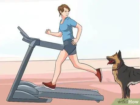 Image titled Get a Dog to Use a Treadmill Step 4