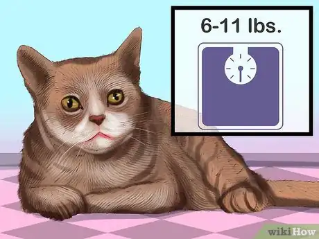 Image titled Identify an American Wirehair Step 5