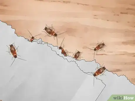 Image titled Identify a Cockroach Step 29