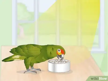 Image titled Feed an Amazon Parrot Step 9