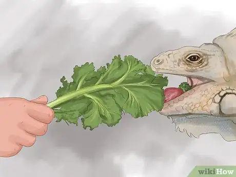 Image titled Treat Reptiles for Vitamin A Deficiency Step 2