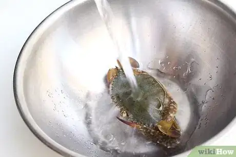 Image titled Prepare Soft Shell Crabs Step 1