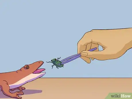 Image titled Feed a Salamander Step 13