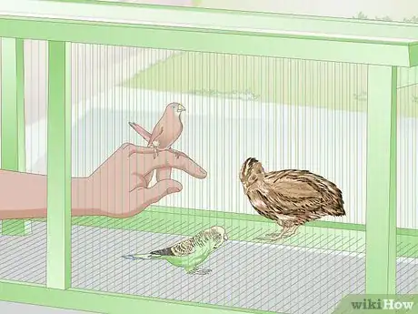 Image titled Care for Quail Step 3