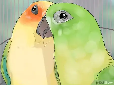 Image titled Bond a Pair of Conures Step 10