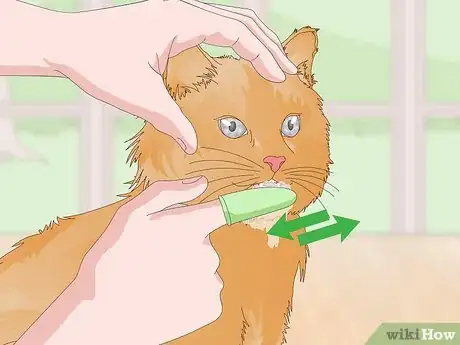 Image titled Treat Your Cat's Dental Problems Step 12