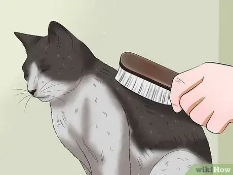 Image titled Make Your Cat Love You Step 13