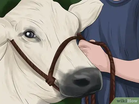 Image titled Give Cattle Hormones Step 24