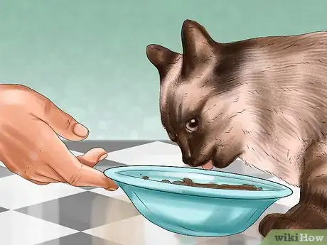 Image titled Care for Siamese Kittens Step 3