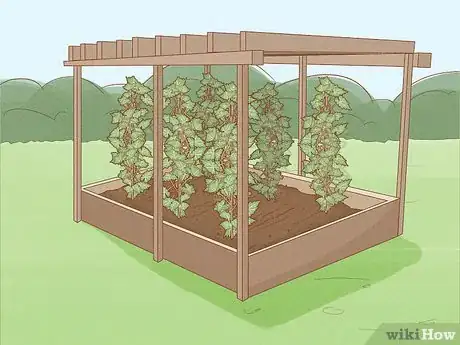 Image titled Grow Grapes from Seeds Step 11