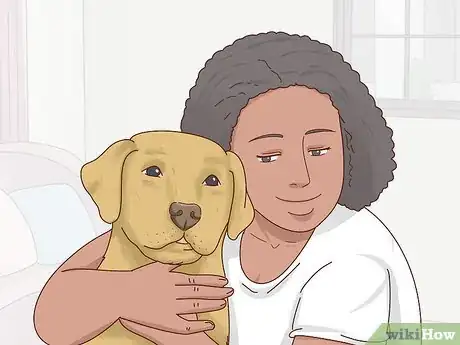 Image titled Care for a Labrador Retriever Step 10