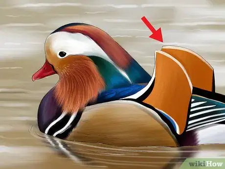 Image titled Identify a Mandarin Duck Step 7