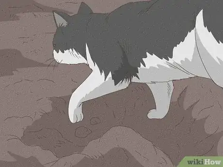 Image titled Why Do Cats Bury Their Poop Step 2