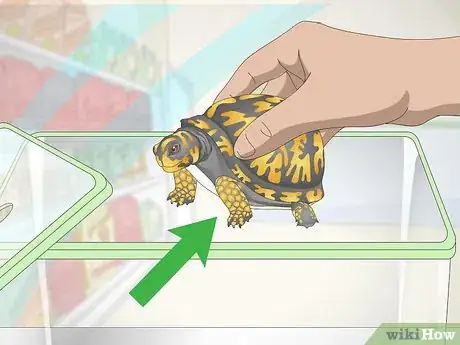 Image titled Care for an Eastern Box Turtle Step 2