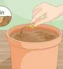 Grow a Ginger Plant