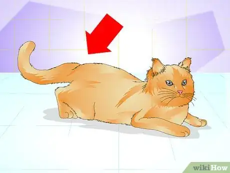 Image titled Tell if a Cat Is Spayed Step 8