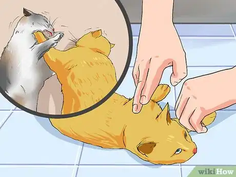 Image titled Clean a Cat Wound Step 13