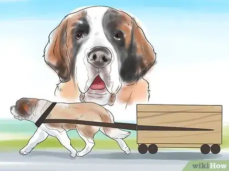 Image titled Learn Breeds of Dogs Step 7