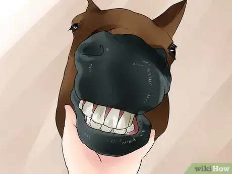 Image titled Tell a Horse's Age by Its Teeth Step 1