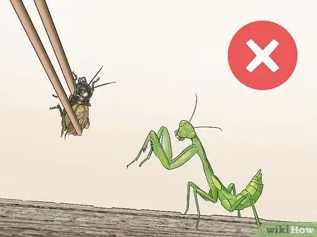 Image titled Take Care of a Praying Mantis Step 16