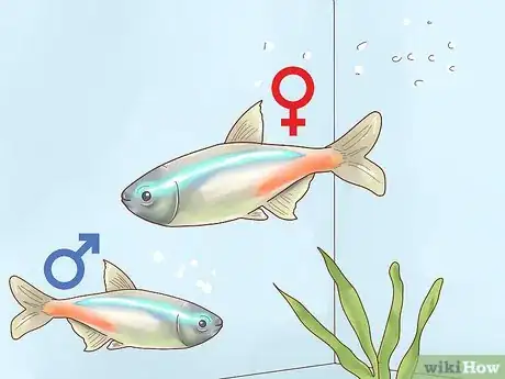 Image titled Breed Neon Tetras Step 5