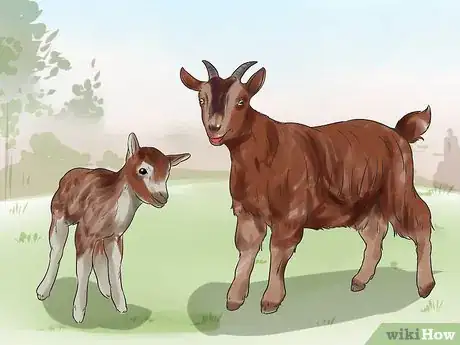 Image titled Start a Goat Farm Step 4
