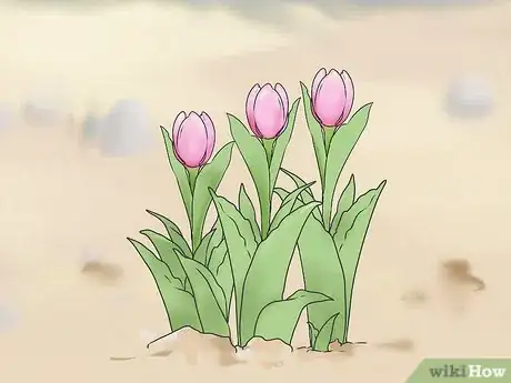 Image titled Harvest Tulips Step 3