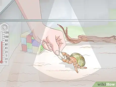 Image titled Care for Land Hermit Crabs Step 14