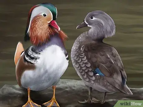 Image titled Identify a Mandarin Duck Step 2