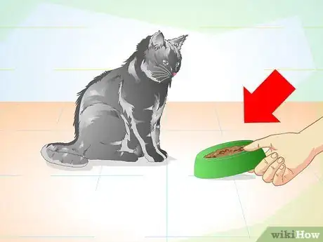 Image titled Care for Your Cat After Neutering or Spaying Step 8