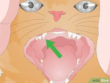 Image titled Treat Your Cat's Dental Problems Step 19