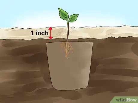 Image titled Plant Apple Seeds Step 19