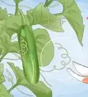 Prune Cucumber Plants